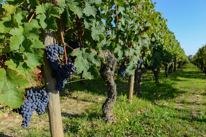 Medoc Region Wine Day Trip with Vineyard Visits & Tastings from Bordeaux - Pauillac provides a useful break