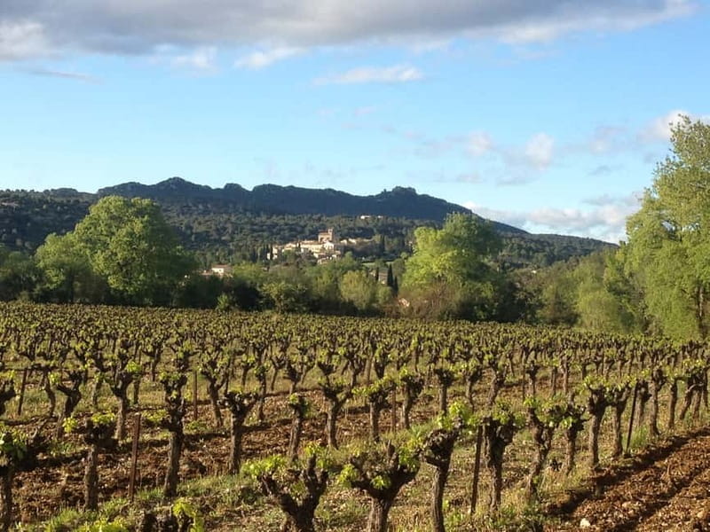 Montpellier: Pic Saint-Loup Wine Tour - Who will enjoy this tour most