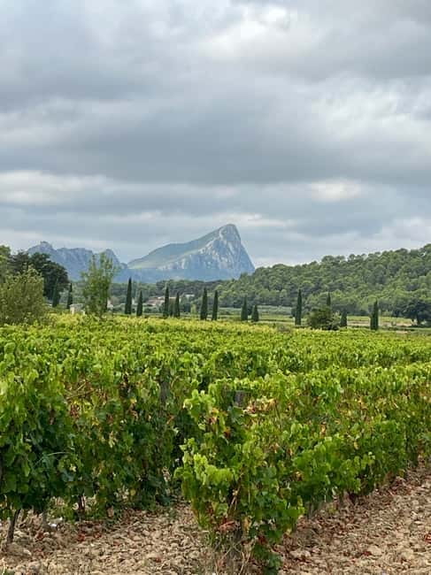 Montpellier: Pic Saint-Loup Wine Tour - Meeting Bertrand in Montpellier