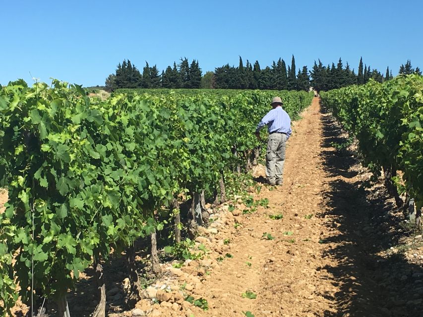 Montpellier Wine and Oyster Tour - Oysters at the Thau Basin farm