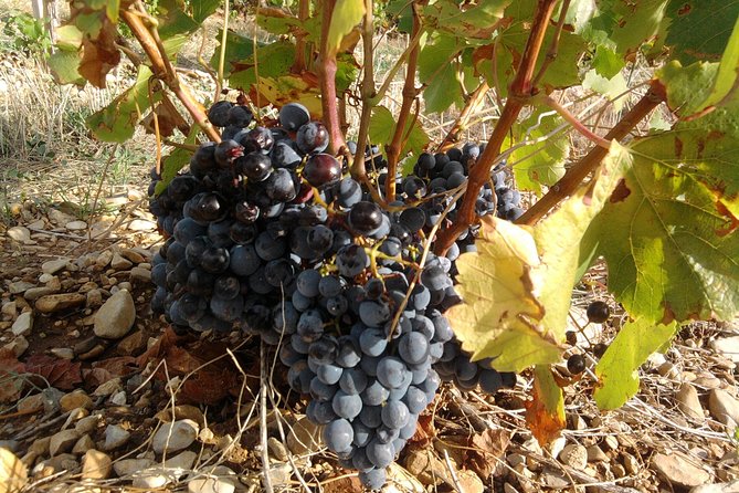 Morning Wine Tour to Chateauneuf du Pape from Avignon - How much value do you get for $114.65?