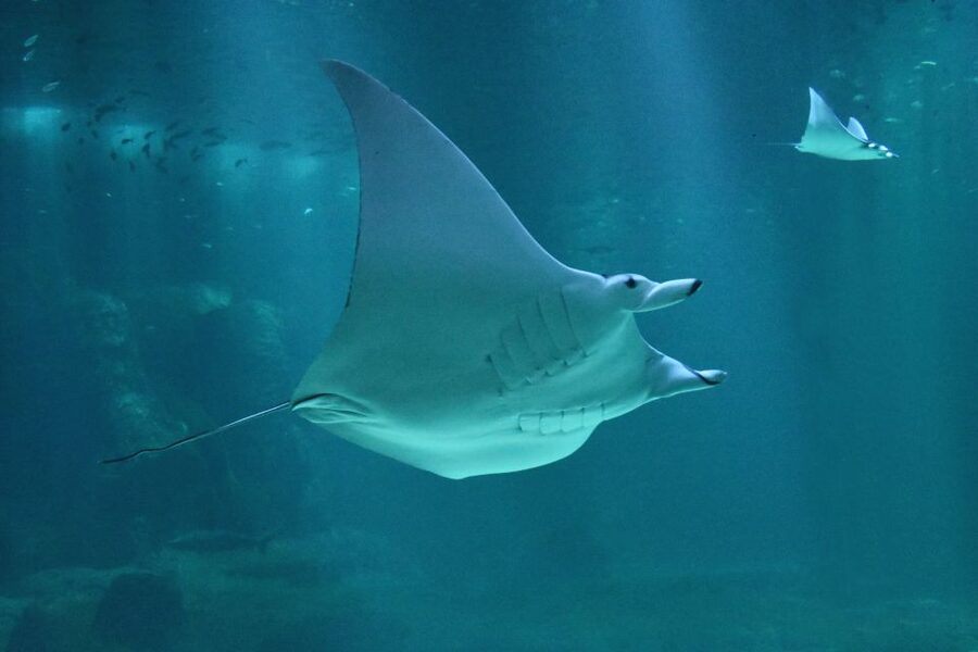 Nausicaá National Sea Center: Full-Day Entry Ticket - Climate displays with a clear family purpose