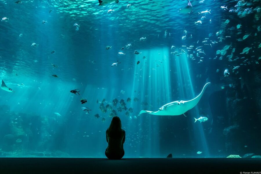 Nausicaá National Sea Center: Full-Day Entry Ticket - Sea lions, penguins, and the daily activity schedule