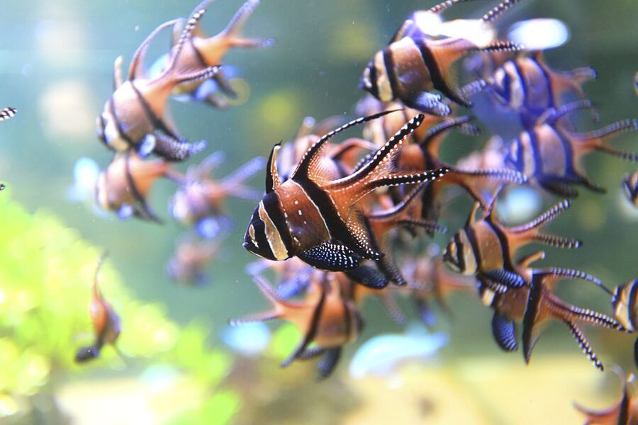 Nausicaá National Sea Center: Full-Day Entry Ticket - Finding your way through a large center
