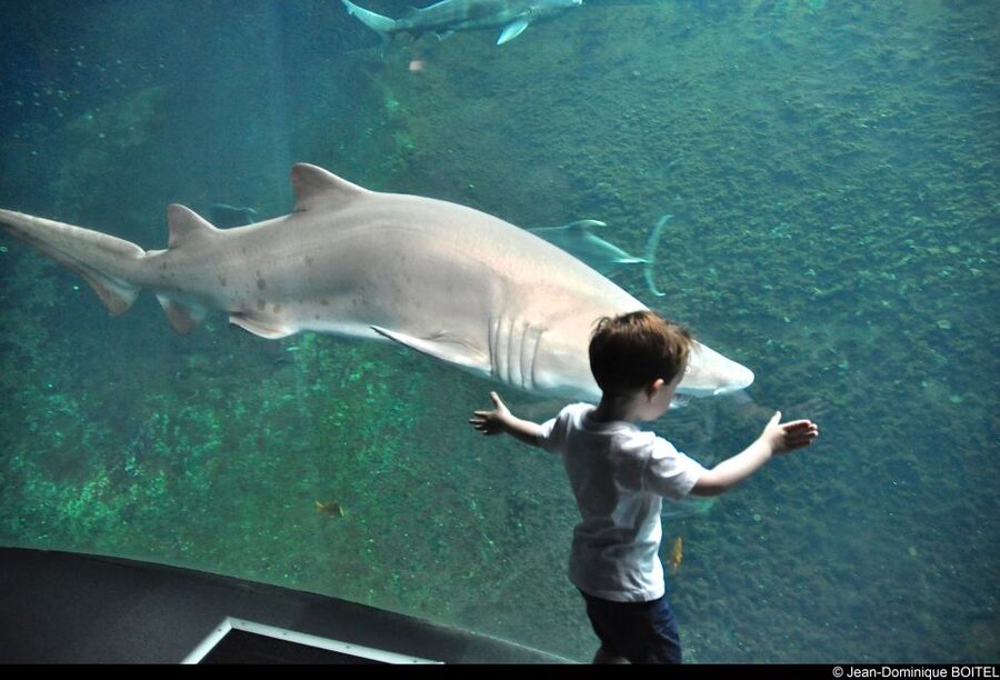 Nausicaá National Sea Center: Full-Day Entry Ticket - Eating, resting, and the length of your visit