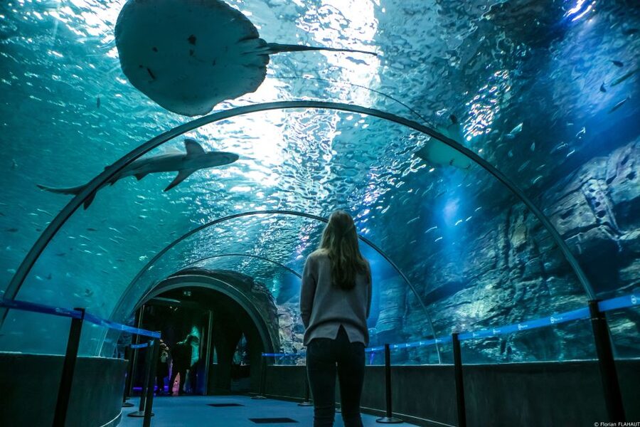 Nausicaá National Sea Center: Full-Day Entry Ticket - Is $35 good value?