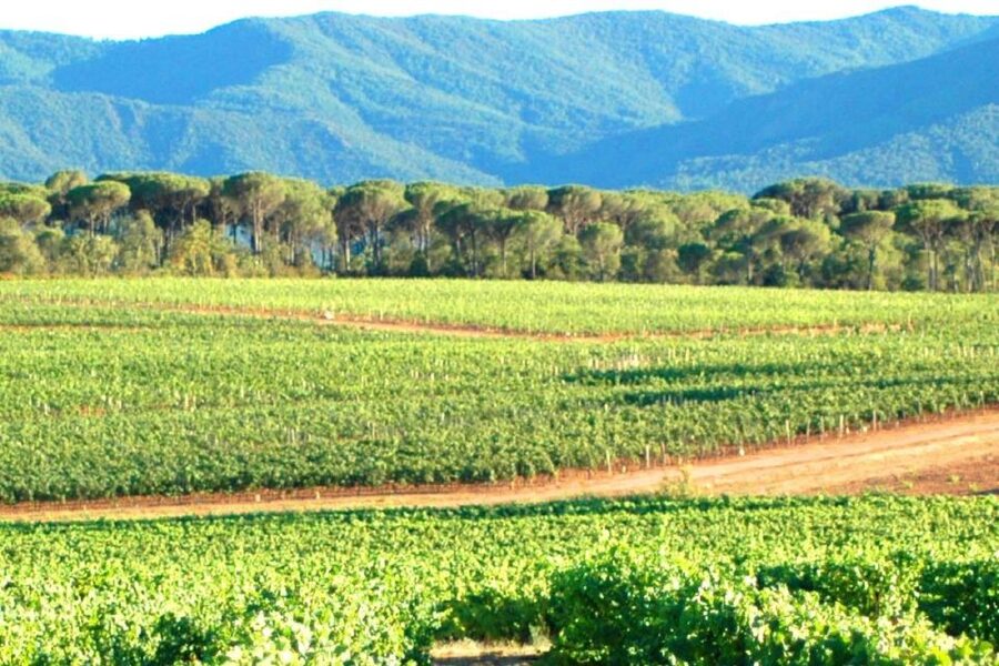 Nice: Full-Day Côtes de Provence Wine Tour - A 75-minute village break for lunch