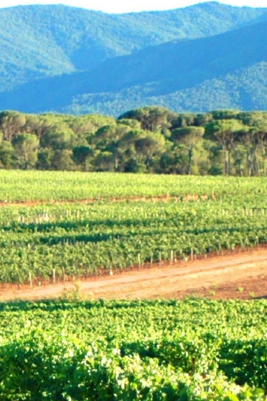 Nice: Full-Day Côtes de Provence Wine Tour - Practical advice before you go