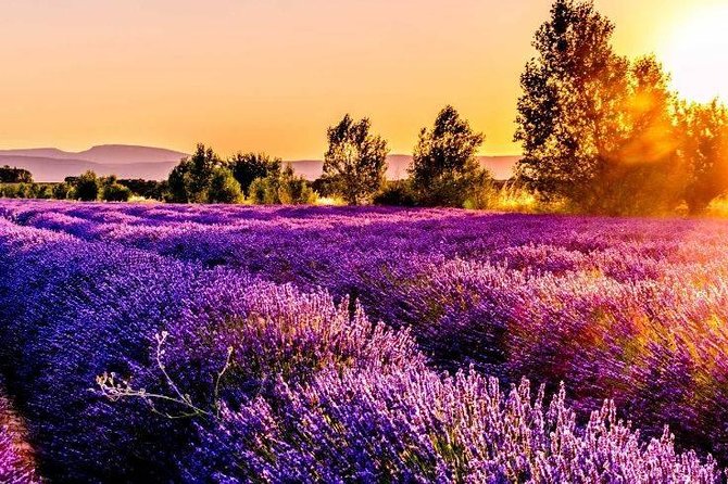 Nice: Gorges of Verdon and Fields of Lavender Tour - Why the Verdon Gorge is worth a full day from Nice