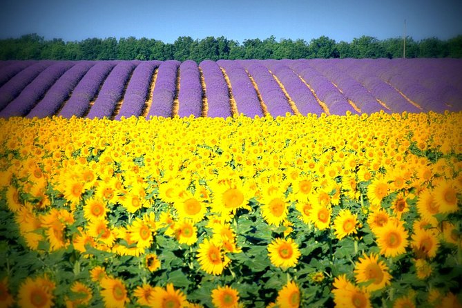 Nice: Gorges of Verdon and Fields of Lavender Tour - Castellane, a useful first village stop
