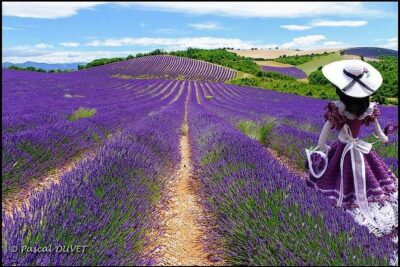 Gorges of Verdon and Fields of Lavender Tour