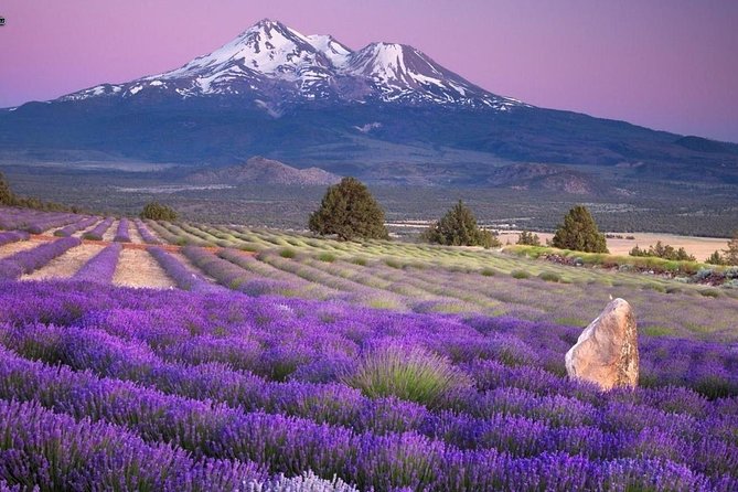 Nice: Gorges of Verdon and Fields of Lavender Tour - Moustiers-Sainte-Marie and the midday break
