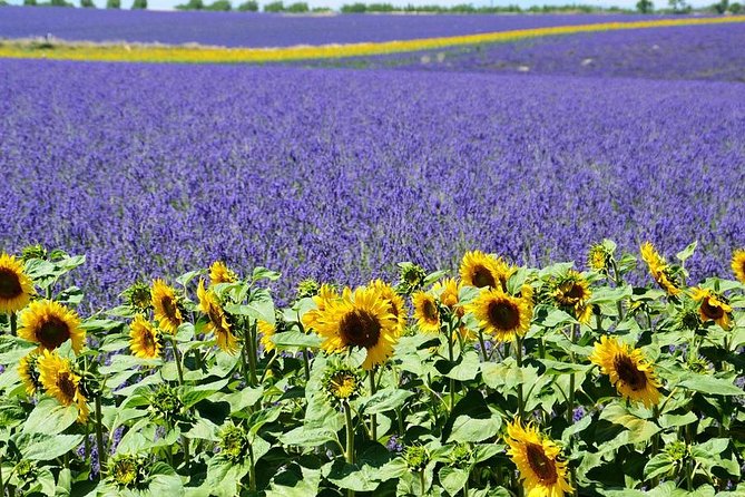 Nice: Gorges of Verdon and Fields of Lavender Tour - Lavender fields with the Alps behind them