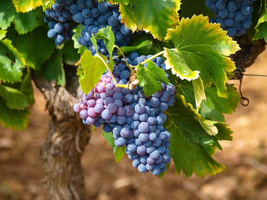 Nice: Half-Day Saint Paul de Vence and Wine Tasting Tour - Should you book the Saint Paul de Vence wine tour?