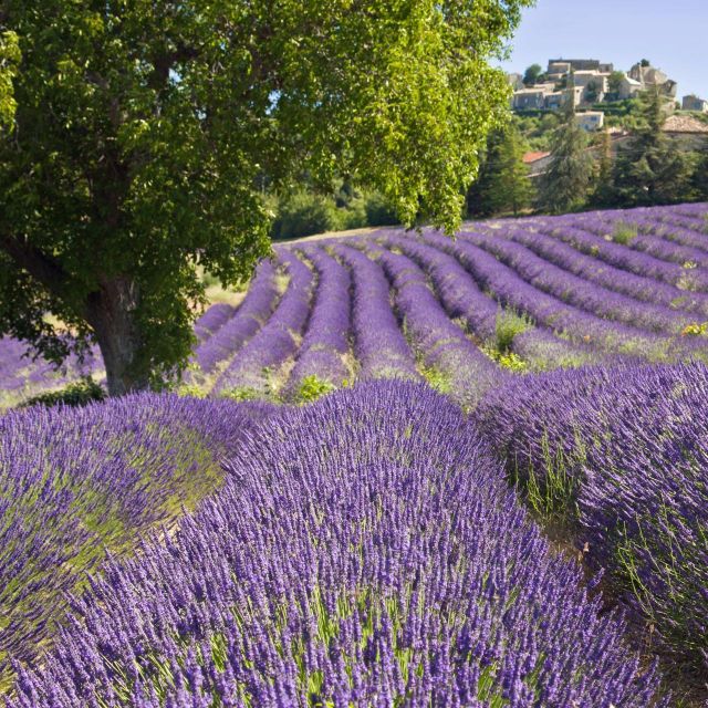 Nice: The Gorges du Verdon and Ste Croix Lake Full-Day Tour - Viewpoints Along the Gorges du Verdon