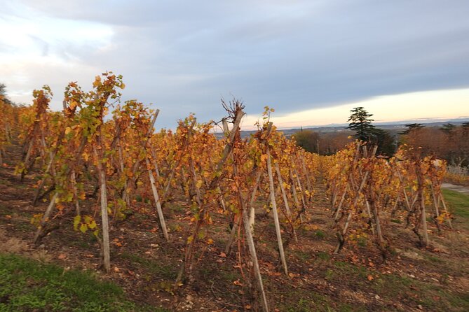 Northern Rhône Valley From Lyon Full day - The guide can make or break the experience