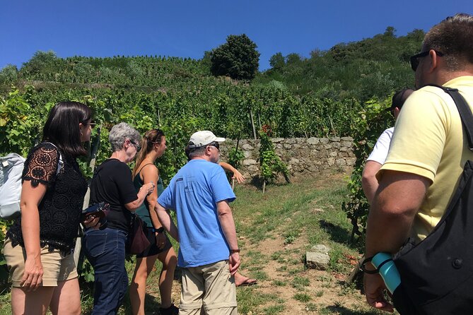 Northern Rhône Valley Wine tour from Lyon Half Day - Key points at a glance