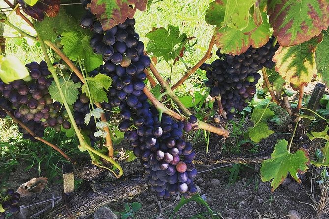 Northern Rhône Valley Wine tour from Lyon Half Day - From Lyon’s Bellecour square to Ampuis