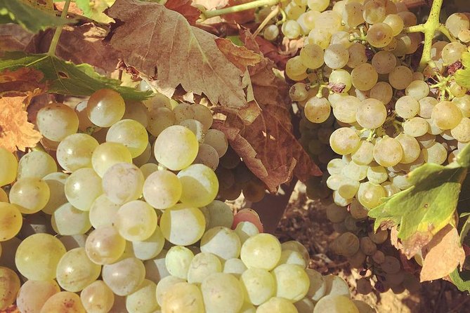 Northern Rhône Valley Wine tour from Lyon Half Day - The first winery: older facilities and a fuller tasting