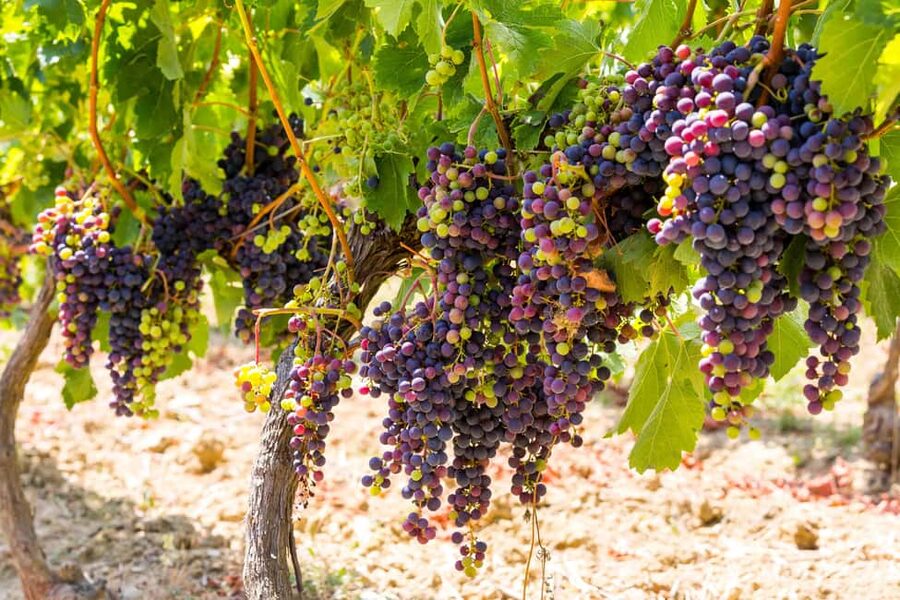 Organic Wine Tasting with Saint paul Half Day Tour from Nice - Why this half-day works from Nice