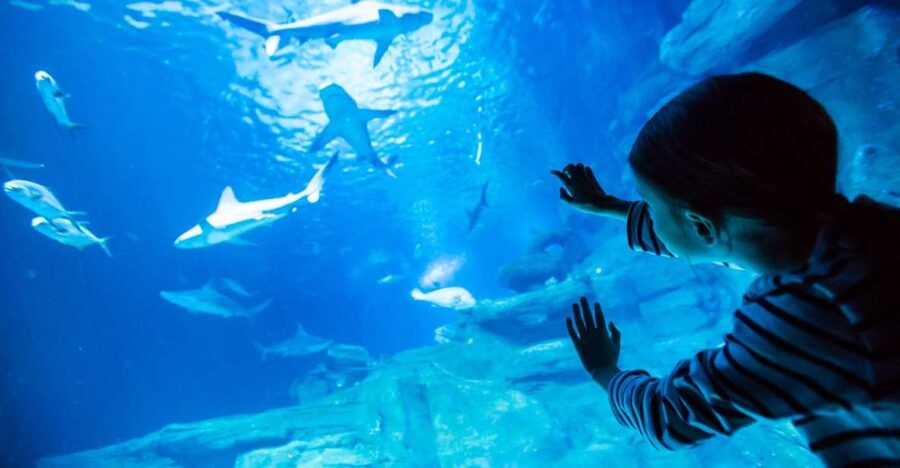 Paris: Aquarium de Paris Entrance Ticket - The Jellyfish Room Deserves Extra Time