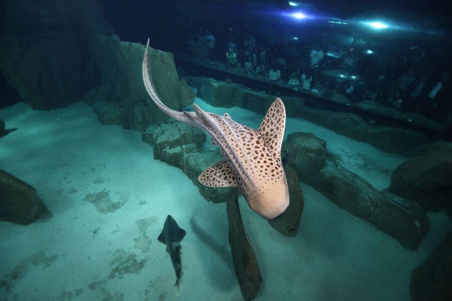Paris: Aquarium de Paris Entrance Ticket - Sharks, Stingrays, and the Main Tank
