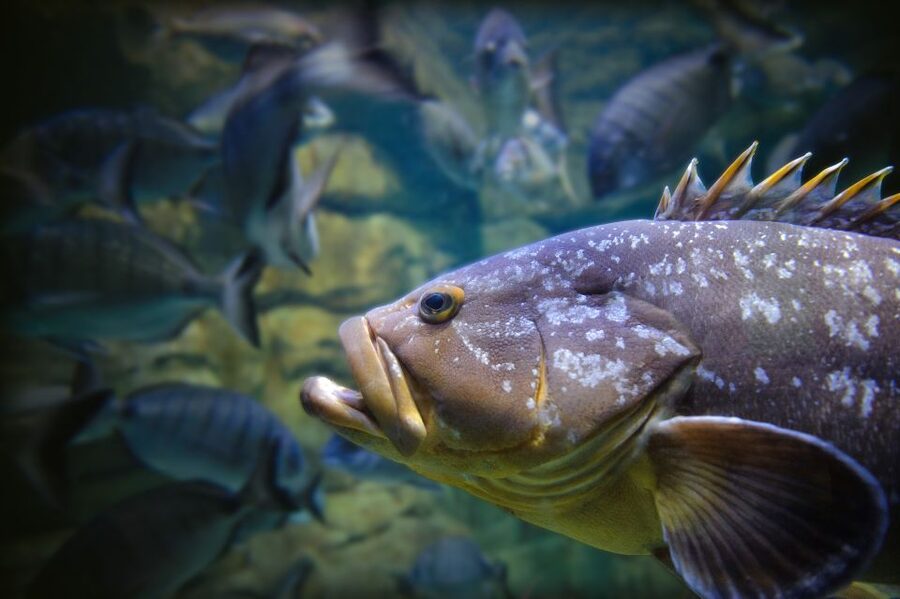 Paris: Aquarium de Paris Entrance Ticket - Is the $25 Ticket Good Value?