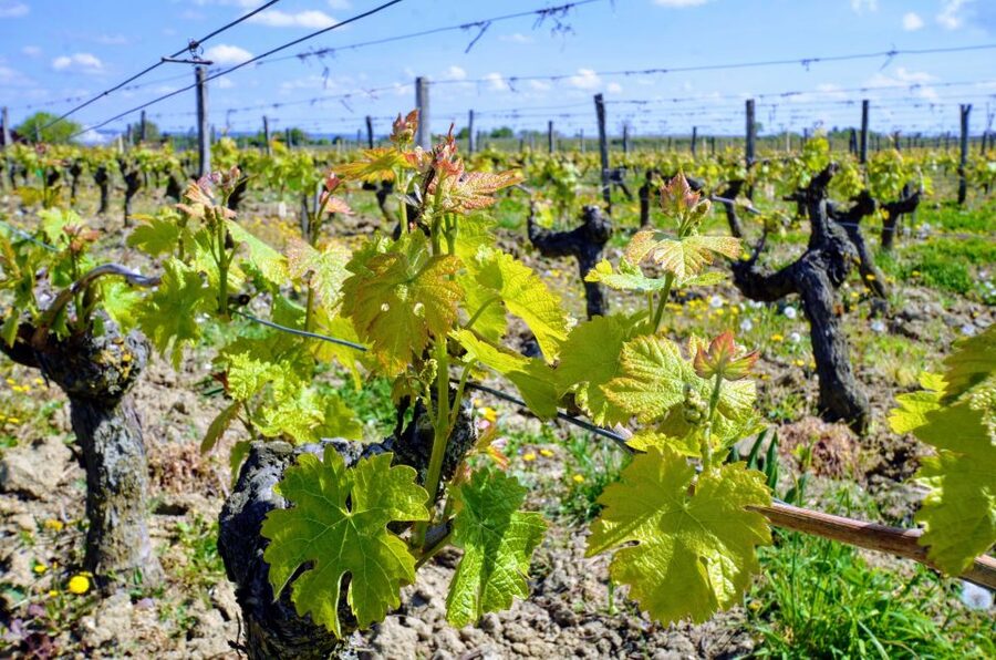 Paris: Loire Valley Chambord Castle, Wine Tasting & Lunch - A two-hour lunch with Loire wine
