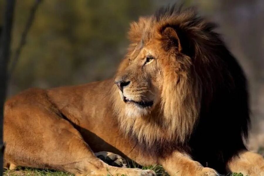 Paris: Paris Zoological Park Entrance Ticket - Key points to know before you go