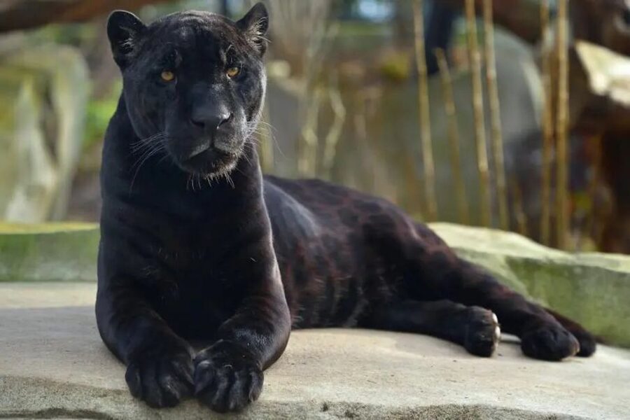 Paris: Paris Zoological Park Entrance Ticket - A city zoo rebuilt around five biozones