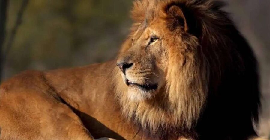Paris: Paris Zoological Park Entrance Ticket - Africa brings the biggest headline animals