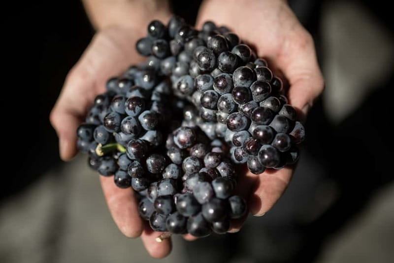 Passy-Grigny: Chocolate and Champagne Tasting Tour - Why the production focus matters