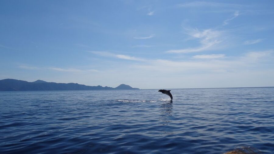 Porto: Half-Day Cruise Scandola Reserve & Calanche de Piana - Why Scandola deserves a boat trip