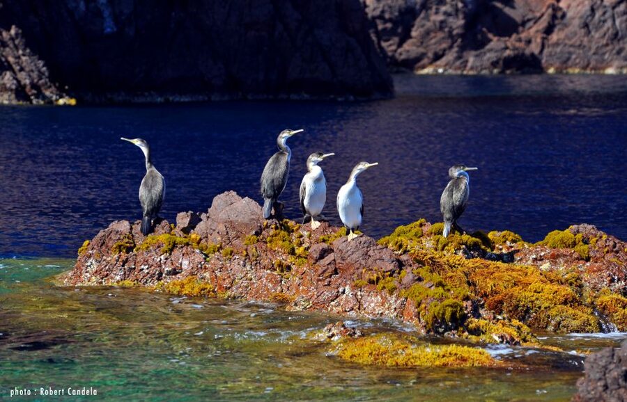 Porto: Half-Day Cruise Scandola Reserve & Calanche de Piana - The three-hour route from Porto to Girolata