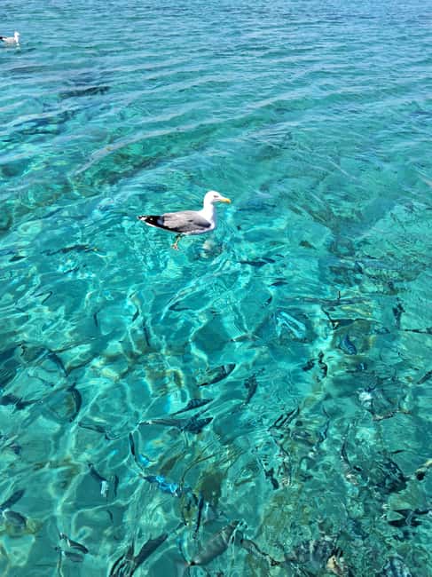 Porto-Vecchio : Discover Nature Through the Lavezzi Islands - Should you book the Avventura cruise?