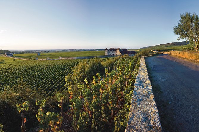 Private excursion to Côte de Beaune and Côte de Nuits (full day) - Morning in the Côte de Beaune vineyards