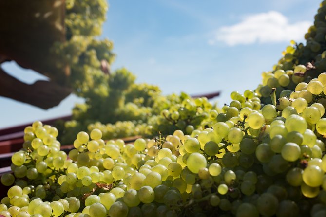 Private excursion to Côte de Beaune and Côte de Nuits (full day) - Afternoon among the vines