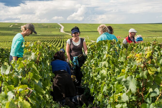 Private tour of the Champagne area, meet local producers and taste their Champagne, start from your hotel in Paris. - Guides make or break the day