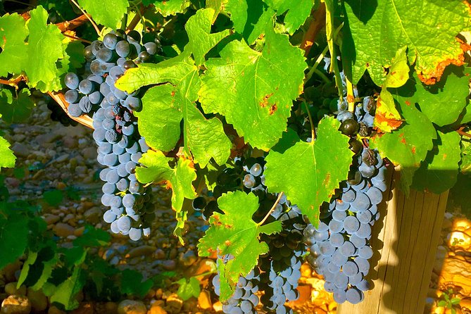 Provence Cru Wine Small-Group Half-Day Tour from Avignon - What you will actually taste