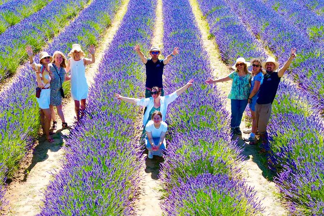 Provence Lavender Fields Tour from Aix-en-Provence - Valensole: the classic purple view