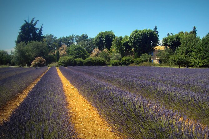 Provence Lavender Fields Tour from Aix-en-Provence - What your guide adds to the day