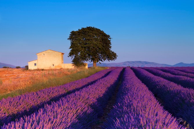 Provence Lavender Fields Tour from Aix-en-Provence - The producer visit and the shopping question