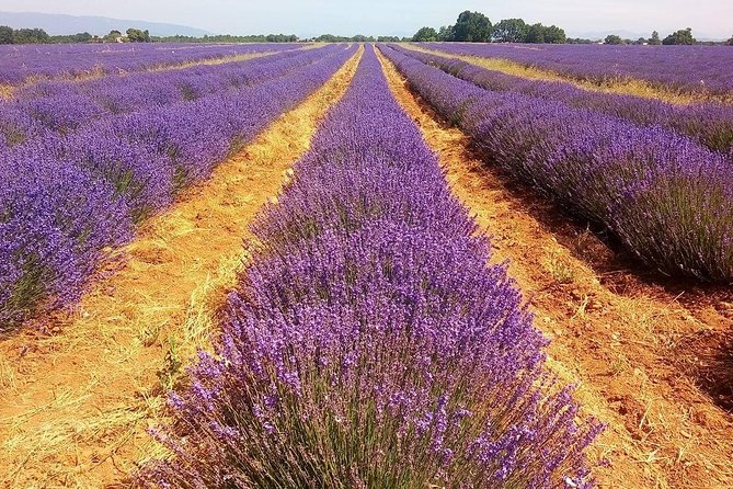 Provence Lavender Full Day Tour from Avignon - Sault, the later-season lavender choice