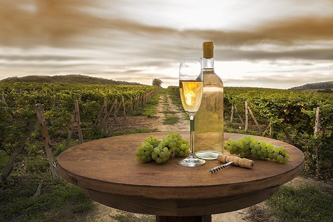 Provence Organic Wine Tasting Half Day Tour from Nice - What this Nice wine tour is really like