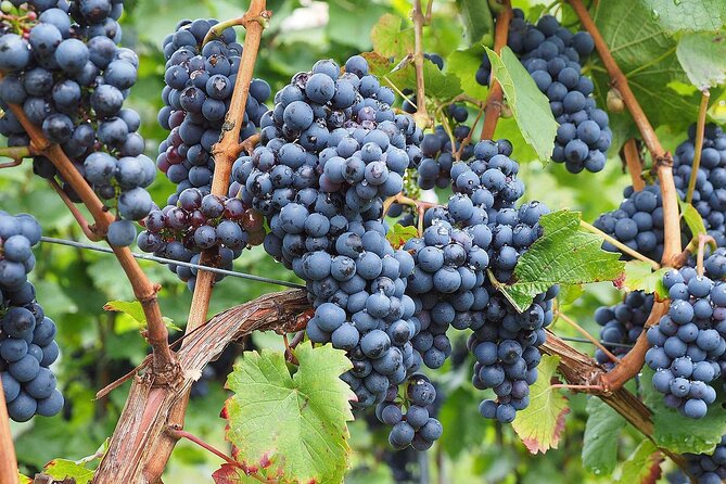 Provence Organic Wine Tasting Half Day Tour from Nice - Who should book this experience?