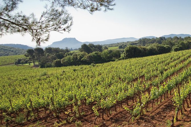 Provence Wine Tour - Private Day Tour from Nice - Choosing lunch in a village or at a vineyard