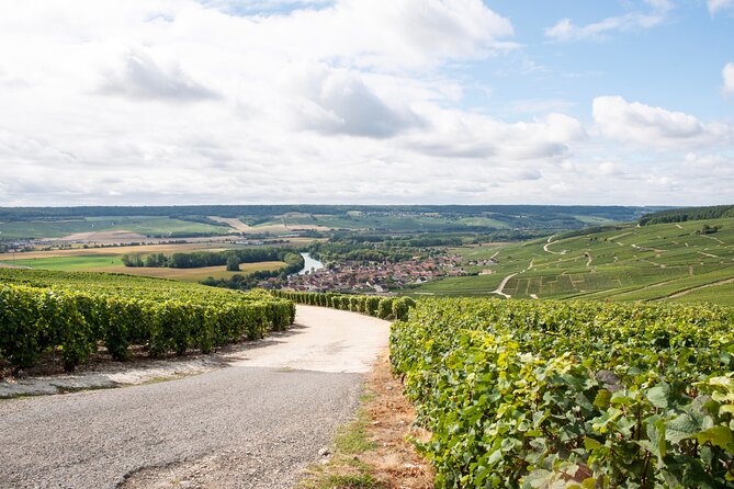 Reims afternoon tour Champagne and family growers - Second winery: compare another family approach