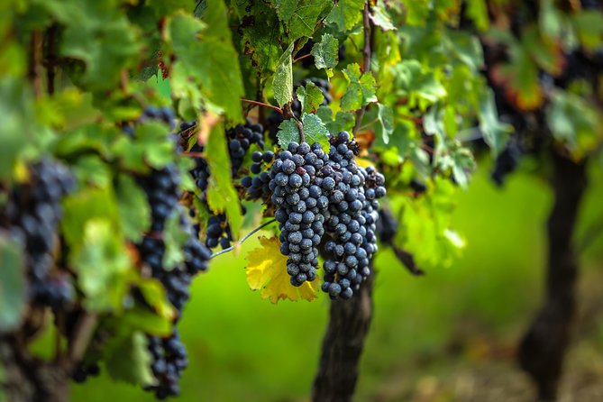Saint Emilion Half-Day Trip with Wine Tasting & Winery Visit from Bordeaux - Leaving Bordeaux for the Right Bank