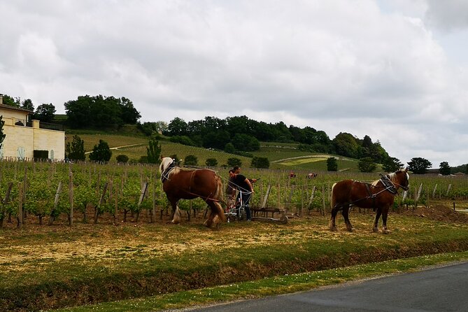 Saint Emilion Half-Day Trip with Wine Tasting & Winery Visit from Bordeaux - Saint-Émilion on foot