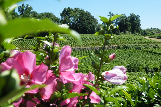 Saint Emilion Wine Tour Tasting Half Day from Bordeaux - Price and value at $116.14